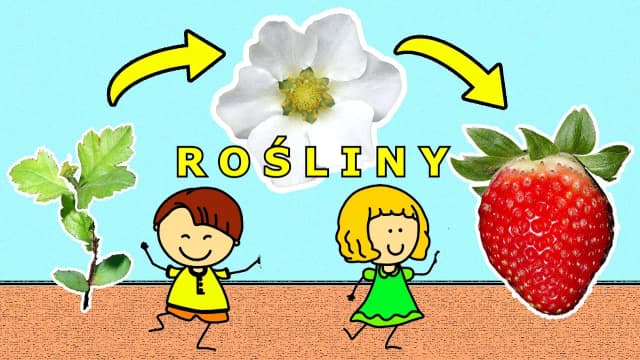 Co jest potrzebne roślinie do życia? Odkryj tajemnice w filmie edukacyjnym