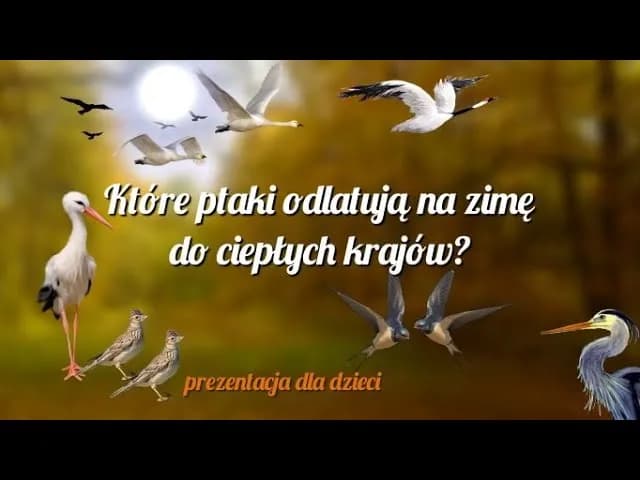 Edukacyjny film o ptakach które odlatują na zimę dla dzieci